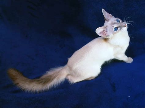 Balinese And Javanese Cat Purrfect Cat Breeds