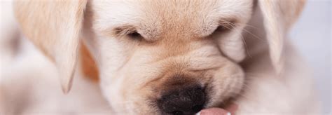 Check spelling or type a new query. HOW DO I STOP MY DOG FROM LICKING HIS LEGS? - Medical Pet ...