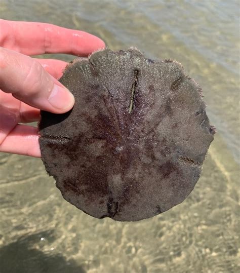 Seashells By Millhillliving Sand Dollar Found At Low Tide