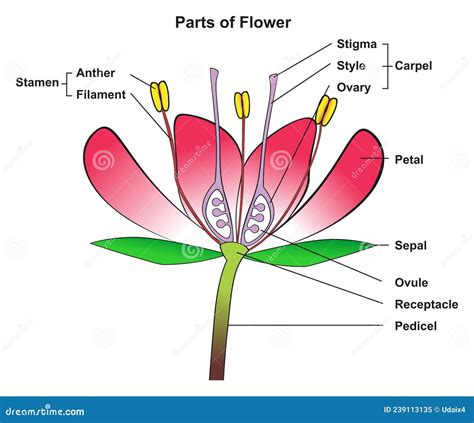 Parts Of Flower Infographic Diagram Anatomy Of Plant Stock Vector