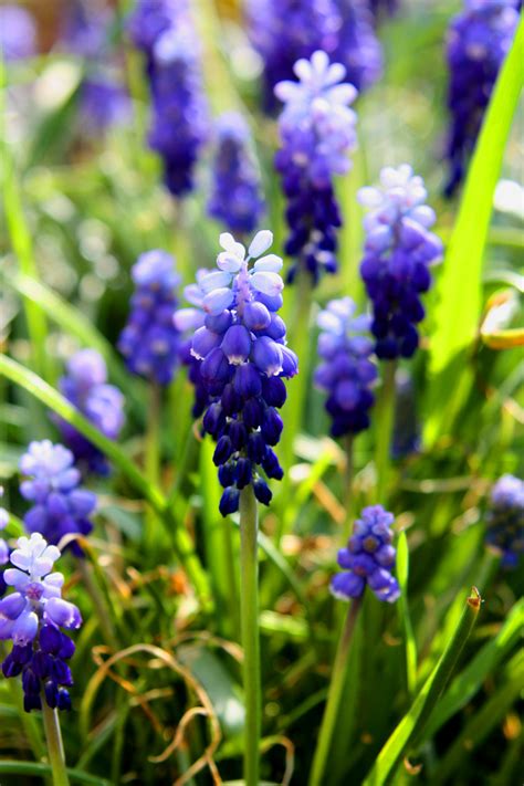 Spring Flowers Free Stock Photo Public Domain Pictures