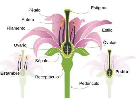 Partes De Una Flor Descripción Tipos Y Funciones Renovables Verdes