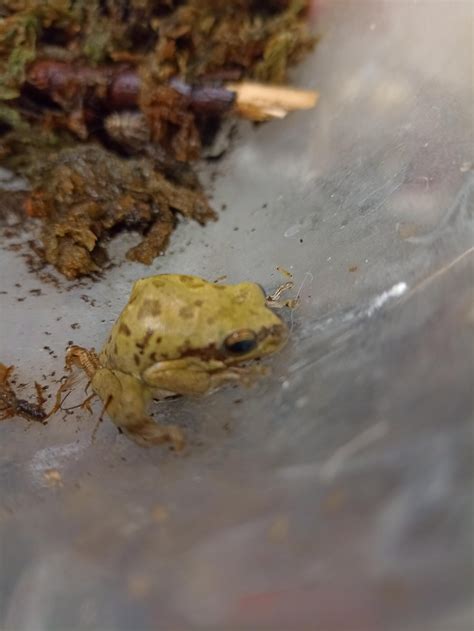 Sick Frog Rfrogs
