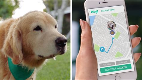To find a vetted pet caregiver near you. Wag! The #1 On-Demand Dog Walking App! (30s) - YouTube