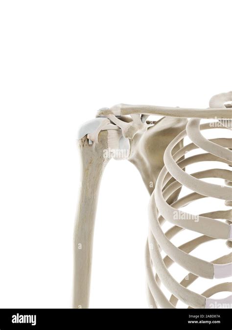 3d Rendered Medically Accurate Illustration Of The Skeletal Shoulder