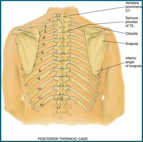 Basic bone unit of the vertebral column. Nursing 150 > Rosselli > Flashcards > Respiratory (Thorax and Lungs) | StudyBlue