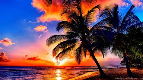 Beaches Tropical Sunrise Nature Sunrises Sea Coast Palms