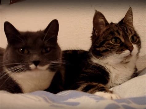 Talking Kitty Cat Keeping Secrets Videos Viralcats At Viralcats