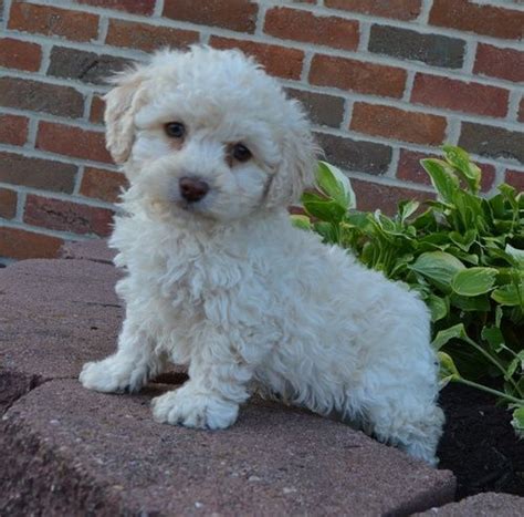 This pooch has a sweet and gentle nature, making them a great companion for any family. Cockapoo Puppies For Sale | Asheville, NC #245267