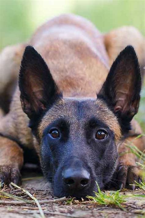 Belgian Malinois Vs German Shepherd Which Dog Is The Best Protector
