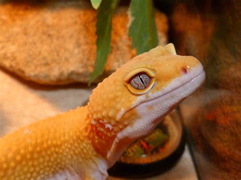 Free Images Wildlife Yellow Fauna Lizard Gecko Close Up Eye