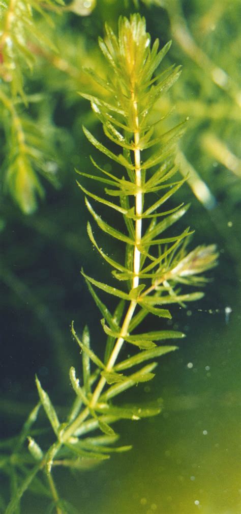 Thrombin time, a coagulation blood test. Hydrilla - What is in Shakeology?