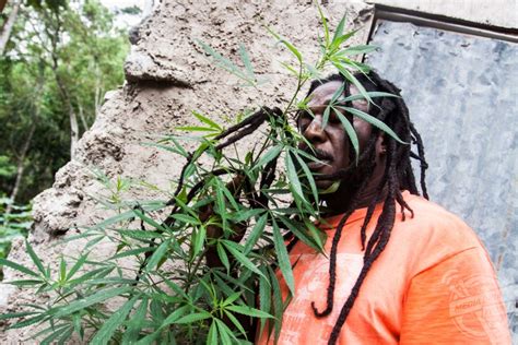 These Images Show The High Life As The Real Rastas Live It Up In
