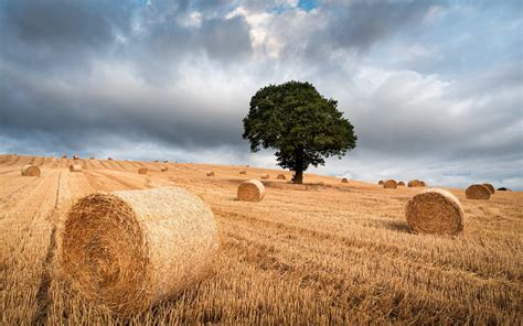 3840x2400 The Tree And Haystack Field Uhd 4k 3840x2400 Resolution