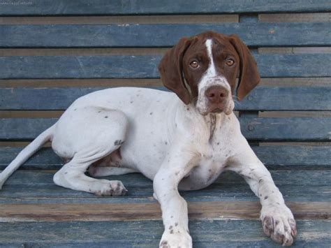 Pin By Dog Breeds On English Pointer English Pointer Dog Pointer