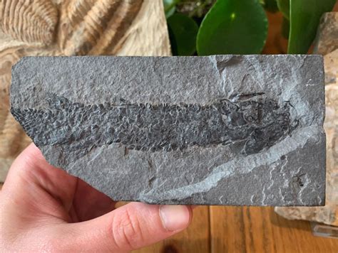 Osteolepis Macrolepidotus Devonian Fossil Fish Scotland 01