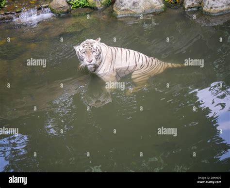 White Tiger Or Bleached Tiger Swimming Under Water In River Stock Photo