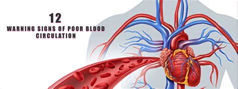 12 Warning Signs Of Poor Blood Circulation Afthealing