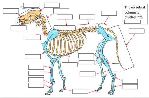 Skeleton In A Four Legged Mammal Diagram Diagram Quizlet