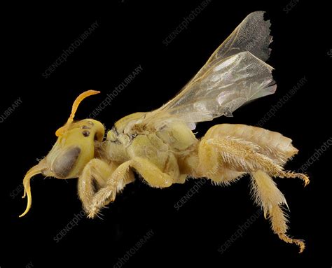 Yellow Pollen Ball Bee Stock Image C0546528 Science Photo Library