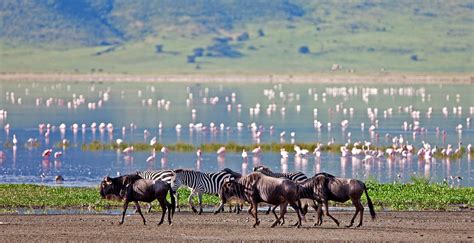 Experience A Flamingo Safari In Tanzania Art Of Safari