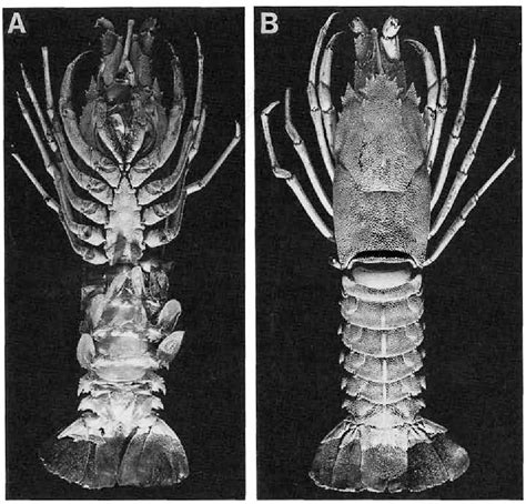Types Of Lobsters Lobsters´ Types And Their Main Characteristics