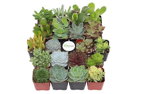 These plants grow into massive rosettes up to 10 feet wide! 20 Unique Succulent Varieties Collection