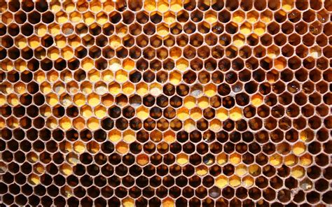 Wallpaper Pattern Circle Pollen Beehive Patterns Bee Material Design Invertebrate