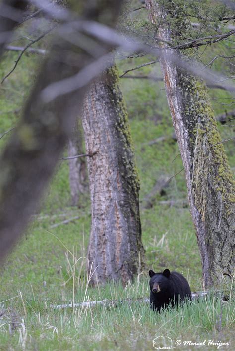 Marcel Huijser Photography Rocky Mountain Wildlife Black Bear Sow