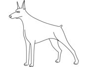 The most common doberman hair color is obviously black and tan, which is sometimes called black and rust or. Doberman Pinscher coloring page | Free Printable Coloring ...