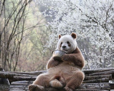 Meet Qizai Worlds Only Brown Panda Who Despite Being Abandoned