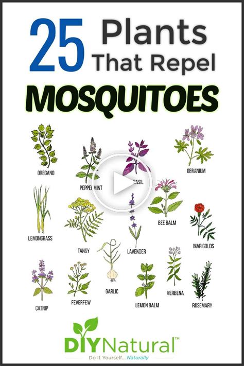Mosquito Repellent Plants 25 Plants That Repel Mosquitoes Naturally