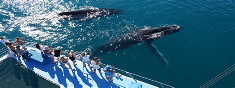 BROOME WHALE WATCHING | Humpback Whale Watch Tours Broome