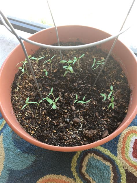 New Tomato Sprouts But How Many Do I Keep Rgardening