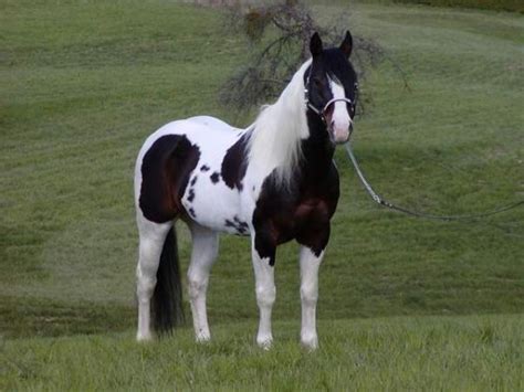 Paint horses are versatile in color, genetics, and body temperament. O Mundo do Cavalo: Paint Horse