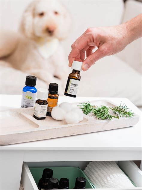 8 Essential Oils For Dogs Wondercide