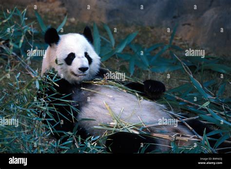 Giant Panda Ailuropoda Melanoleuca Lying Leaves Bamboo Eating Zoo