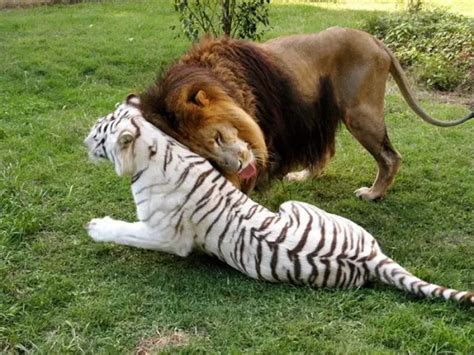 Greatest Love Story Between A White Tigress And A Lion 7 Pictures