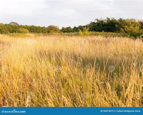 A Glorious Sun Basked Set Of Grass Reeds In A Meadow Stock Image Image Of Brown Bright 96673673