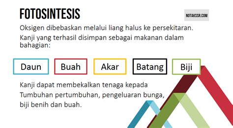 Learn vocabulary, terms and more with flashcards, games and other study tools. Nota Proses Hidup Tumbuhan Tahun 4