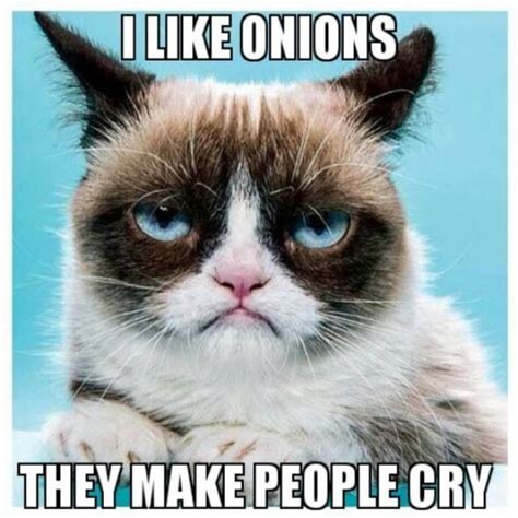 40 Funny Grumpy Cat Memes