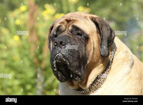 Old English Mastiff Portrait Stock Photo Alamy