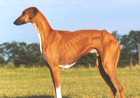 Hunderassen | Azawakh, Berber Windhund, Tuareg-Windhund