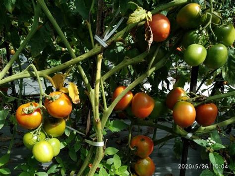 Beberapa orang menemukan bahwa ketika. pohon-tomat-berbuah-lebat-1 - Tips Petani