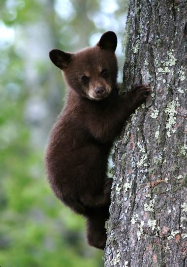 Baby Black Bears Funny Animal