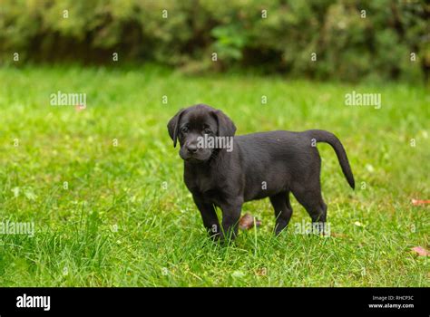 Black Labrador Retriever Puppy Stock Photo Alamy