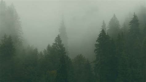 Large Pine Forest With Mist Stock Video Motion Array