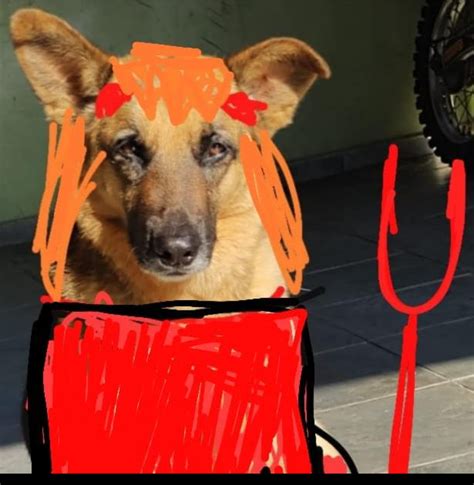 My Dog As Queen Asuka Revangelionmemes