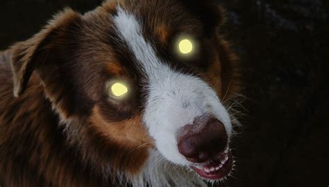 Why Do My Dogs Eyes Glow