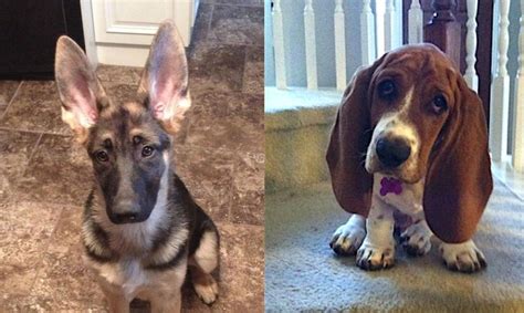 These 15 Adorable Puppies Will Grow Into Their Huge Ears Someday